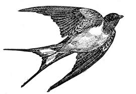 abstract image of bird